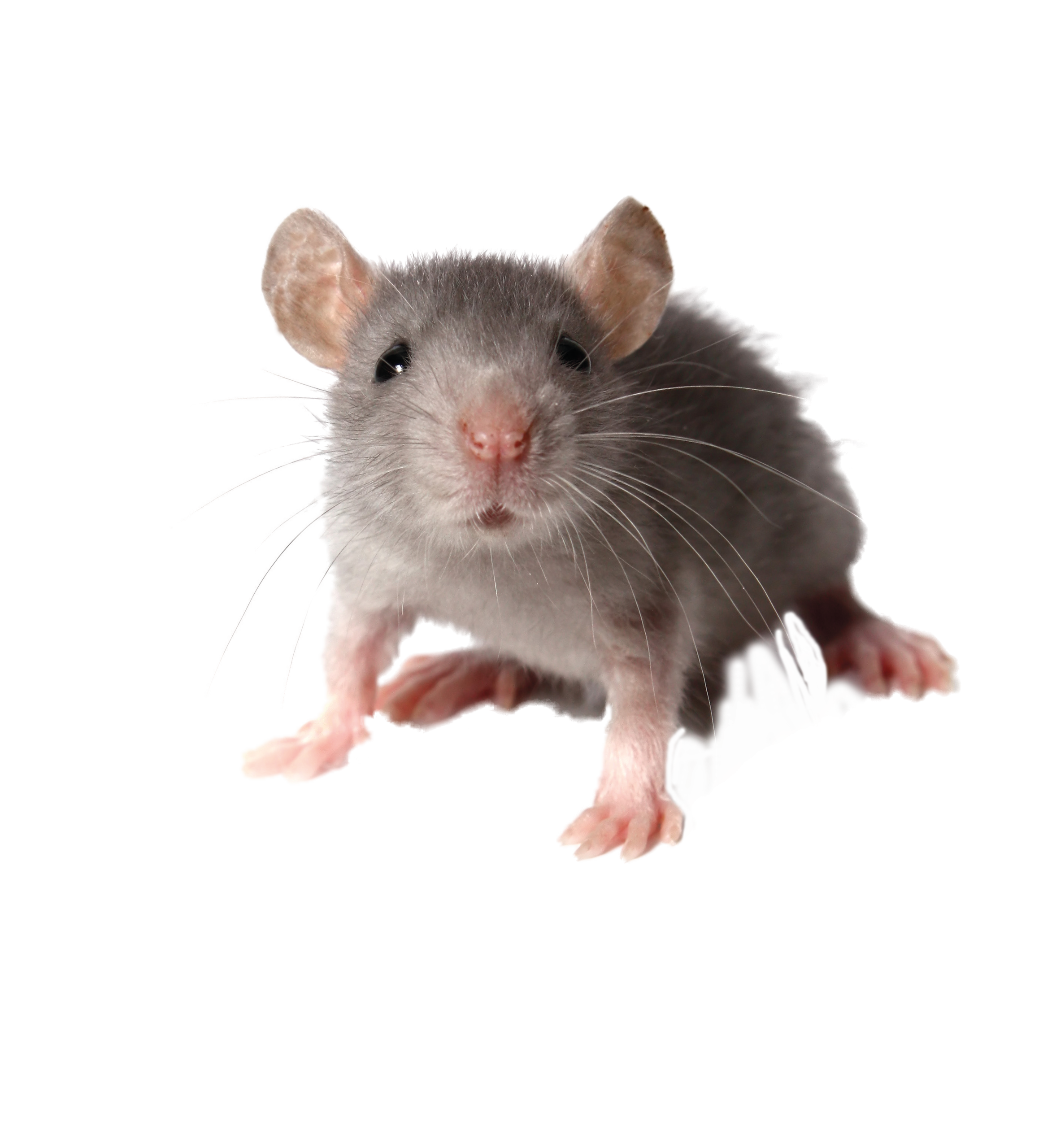 Átlátszó kompakt patkányláda magasított tetővel - Image 43