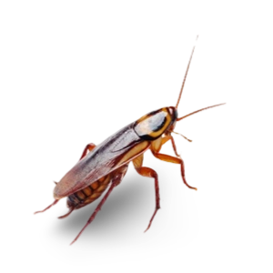 Irtószermentes termékek