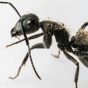 Rovarok ellen